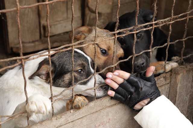 В Харькове люди могут стать кураторами животных в приюте