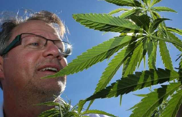 У Німеччині запустили державну торгівлю коноплею в аптеках
