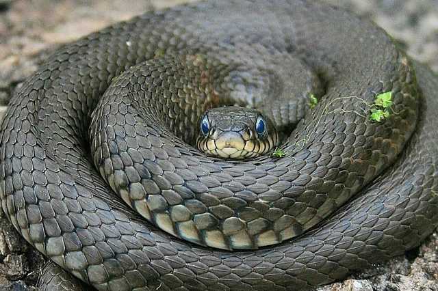 На Прикарпатті госпіталізували трьох дітей з укусами змій, вони у реанімації