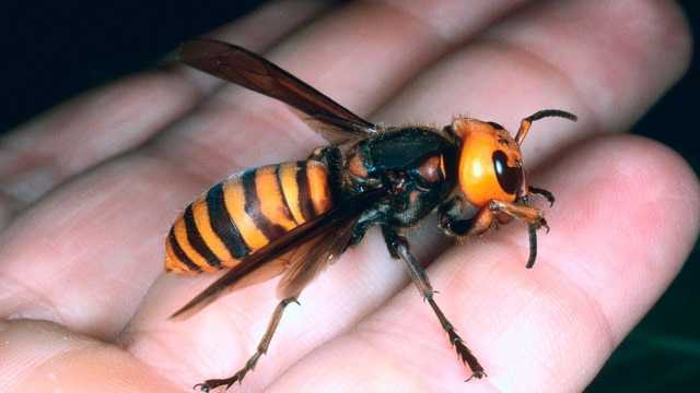 Из-за шершней произошла клиническая смерть: едва спасли жителя Харьковщины