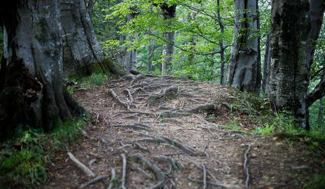 На Закарпатье объявили угрозу схода селевых потоков и подтопления