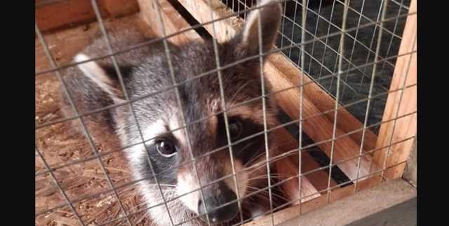 В Ужгороде спасли от смерти енота, которого нарочно замуровали между домами