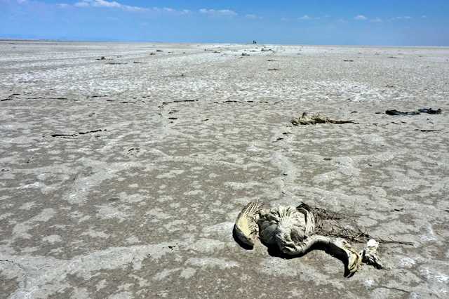 В Турции тысячи фламинго погибли на озере из-за засухи