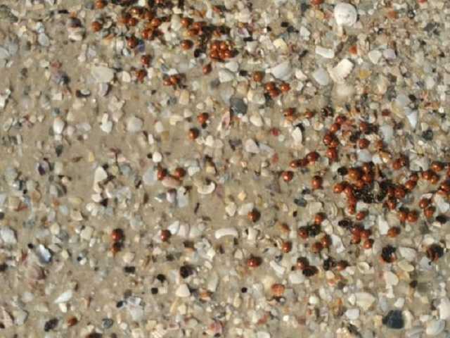 На черноморском курорте — массовая гибель божьих коровок