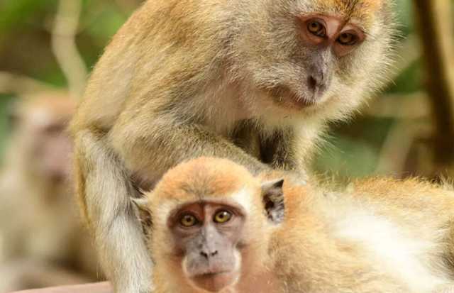 Первая жертва нового вируса зафиксирована в Китае