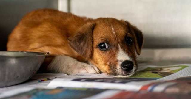 В Украине решили наказывать за издевательства над животными – вплоть до тюрьмы