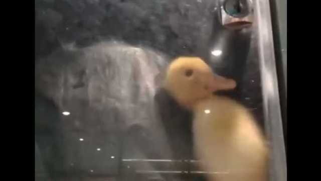 Живого утенка закрыли в камере хранения супермаркета в Каменском