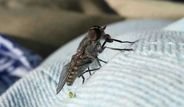 В Волынской области туляремией заболела женщина, которую укусил овод во время выпаса