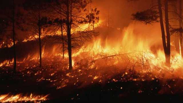 В Турции для туристов ввели запрет на посещение лесных массивов