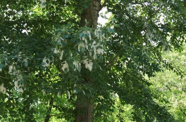 В Мелитополе огромный тополь упал на проезжую часть