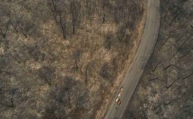 Вместо красочных пейзажей – выжженная земля: как пожары изменили леса в Турции