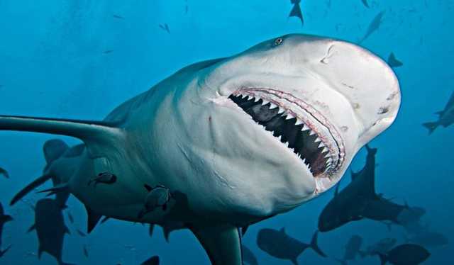 В США акула напала на 12-летнюю девочку на пляже: ей наложили 42 шва