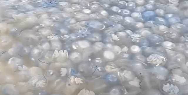 "Повсюду обрывки ядовитых щупалец": в Кирилловке продолжается нашествие медуз