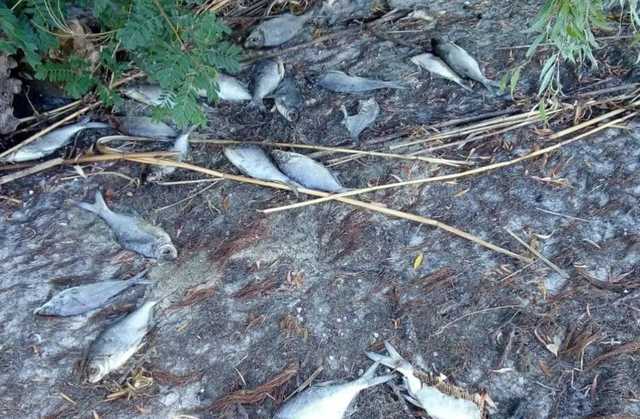 В Днепре обнаружили рыбу, зараженную огромными паразитами