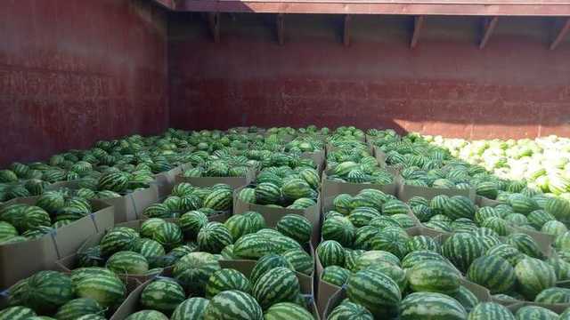 В Киев плывет баржа с арбузами: когда ягоды прибудут в столицу