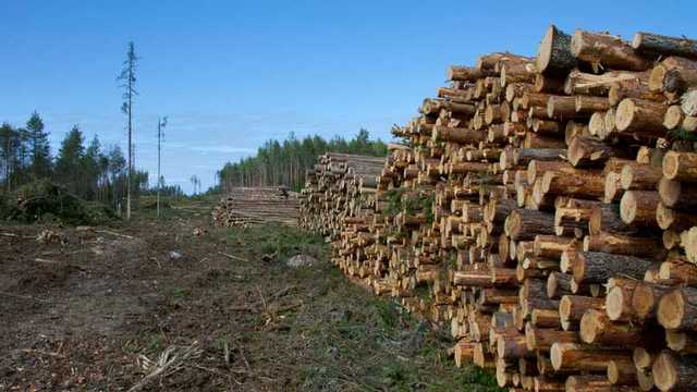 Чиновники отправляли на экспорт: на Буковине продавали лес с заповедной территории