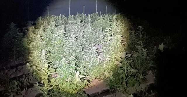 На Днепропетровщине обнаружили плантацию конопли на 11 млн гривен