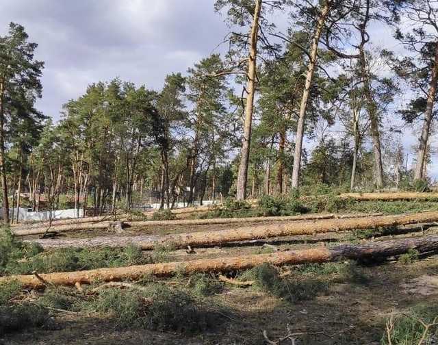 На Киевщине разоблачили незаконные вырубки леса на 15 млн грн