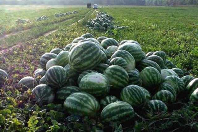 В Херсоне пропадает урожай арбузов: их продают за копейки