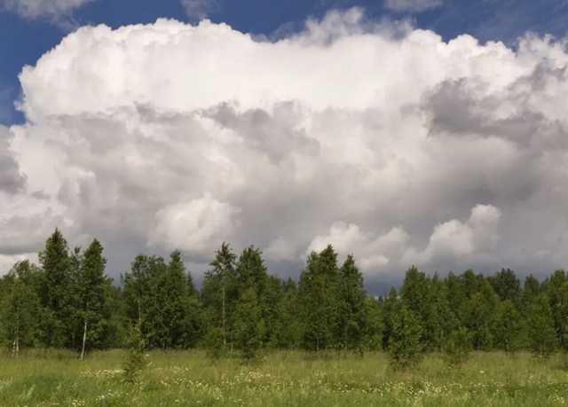 Данилов анонсировал создание "промышленных лесов" в Украине