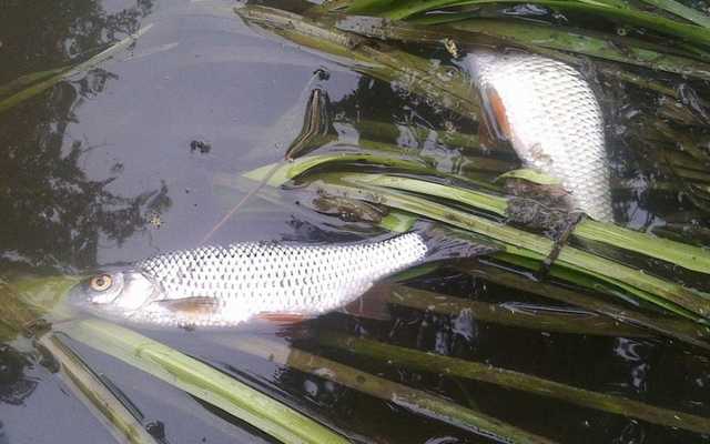 В Херсонской области в лимане люди собирали рыбу лопатами