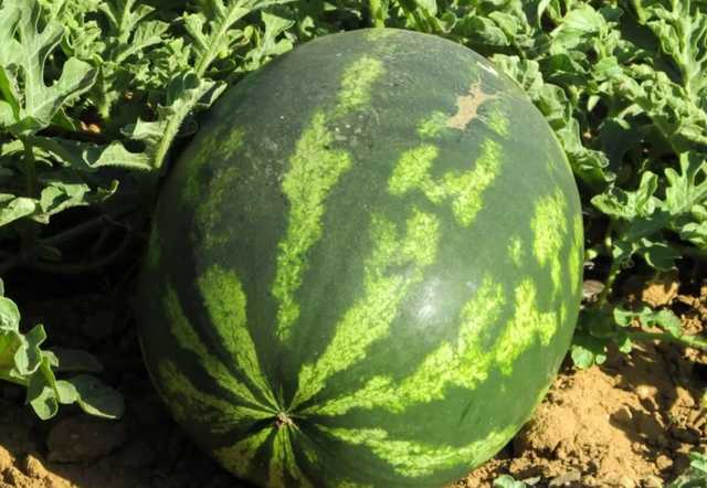 Весом до 38 килограмм: в Украине вырастили гигантские арбузы
