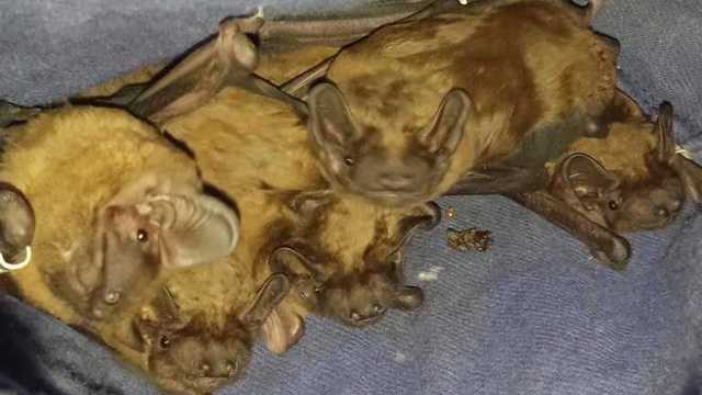 Харьковский университет Каразина атаковала стая летучих мышей: жуткие фото