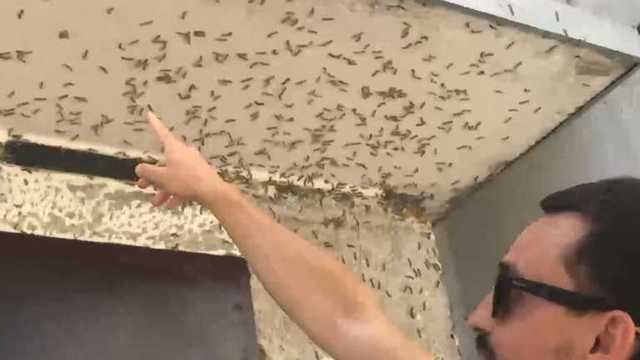 Падают с деревьев, как дождь: под Херсоном тысячи гусениц уничтожают парки