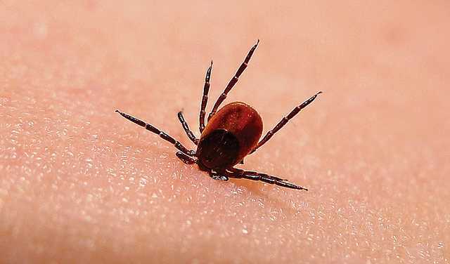 На Одесщине школьника парализовало после укуса клеща: врачи рассказали о состоянии ребенка