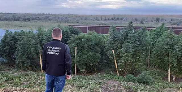 Під Одесою ліквідували плантацію конопель