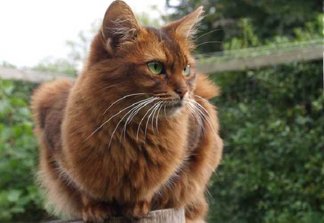 В Черновицкой области задержали семейную пару живодеров