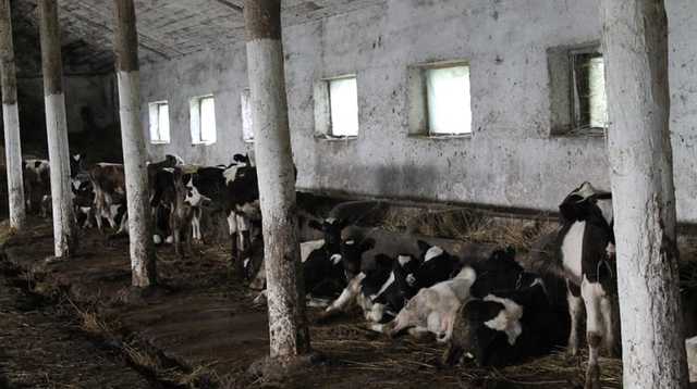 Львовский университет удерживает животных в ужасных условиях: без воды и в экскрементах