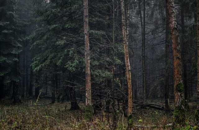 Тело мужчины с проломленным черепом обнаружили в лесополосе неподалеку Черновцов