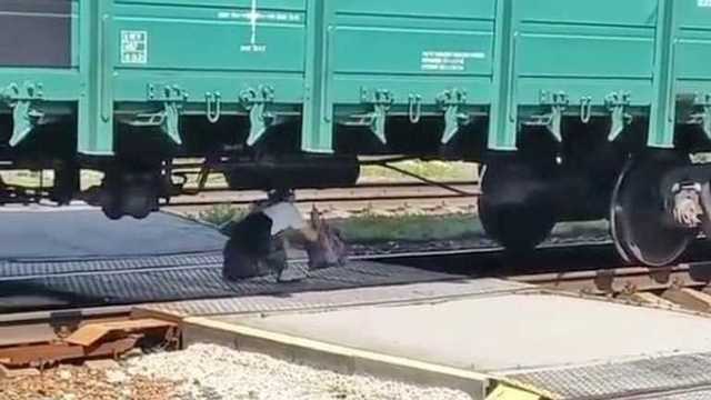 Чтобы успеть на электричку: под Киевом людям пришлось пролезать под грузовым поездом