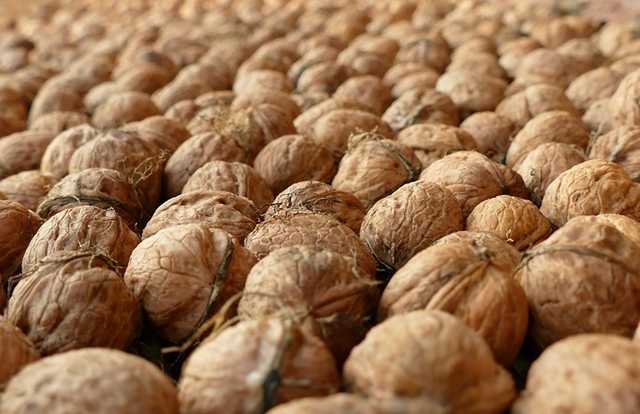 ГБР разоблачило ОПГ – "ореховую мафию", в которую входили работники ГФС