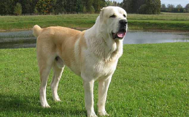 В Херсоне домашний алабай напал на 8-летнюю девочку: ребенок в реанимации