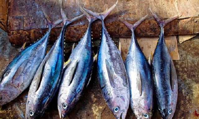 Тунец за 300 тысяч: в Киеве продают рыбу стоимостью, как авто