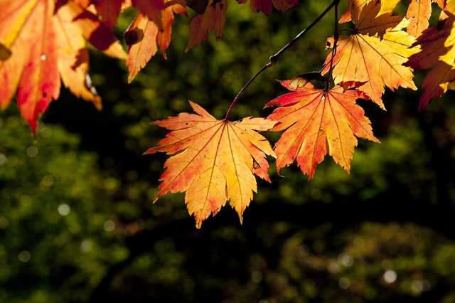 У четвер Україна буде чи не найхолоднішою в Європі, – Діденко
