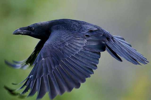 У мережі показали, як у Австралії ворони атакують дронів-кур’єрів
