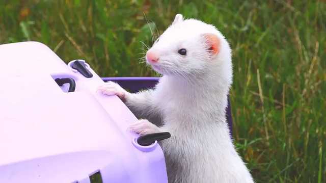 В США заявили о первом случае заражения коронавирусом у домашнего хорька