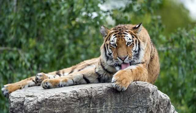 В оккупированном Крыму тигр из парка «Тайган» откусил палец годовалому ребенку