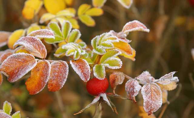 Сильные заморозки накроют Украину: какие области под угрозой