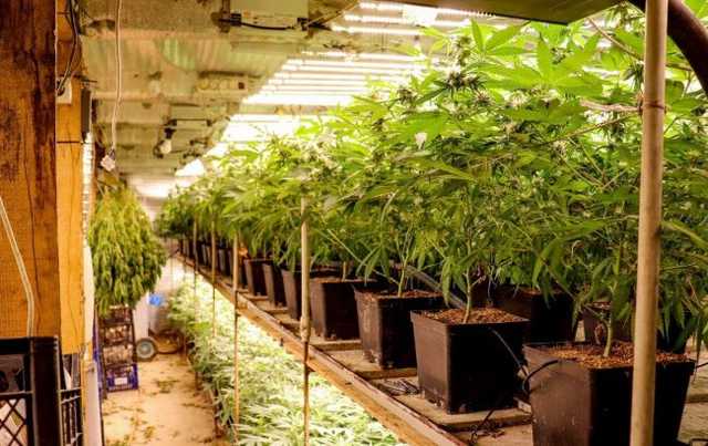 Житель Закарпатья выращивал коноплю под землей: полиция изъяла наркотики на 5 млн гривен