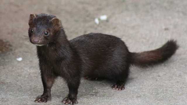 Первые в ЕС: Финляндия будет вакцинировать норок против коронавируса