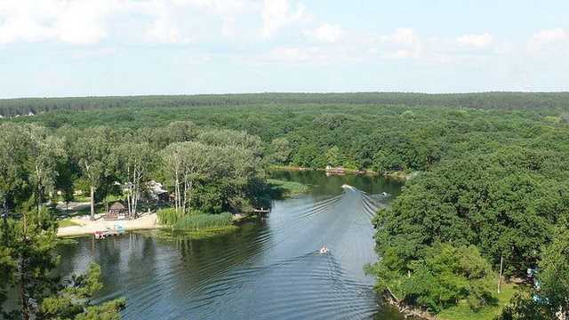 В житомирском заповедники провели незаконную вырубку сосен