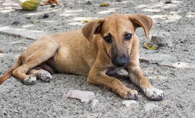 "Никто не запретит мне убивать": несовершеннолетний посреди улицы убил щенка в Одесской области