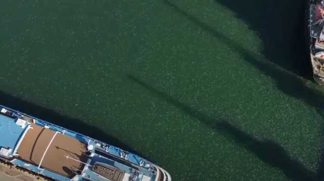 В Одесский порт приплыли тысячи медуз из открытого моря