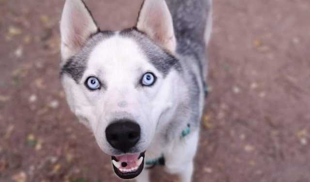 Хозяин хаски попал в ДТП: перепуганный пес долго не покидал место аварии