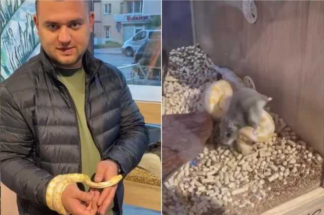 Власник франківського салону, де пітону згодували живого хом’ячка, публічно вибачився