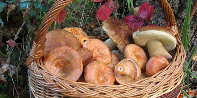Пенсионерка из Харьковской области умерла после ужина с лесными грибами